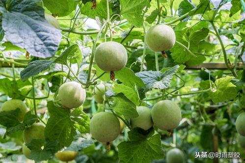 甜瓜游乐场最新版大爆料,全新玩法与惊喜等你探索 第3张 甜瓜游乐场最新版大爆料,全新玩法与惊喜等你探索 第3张