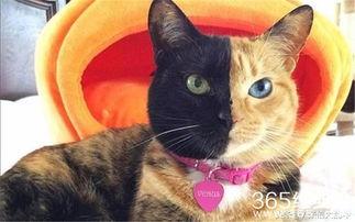 娱乐吃瓜君猫神,揭秘猫神背后的神秘故事  第1张